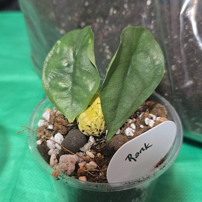 Photo of the plant species Dragon's Breath by @ConvictiveMira0 named Rank on Greg, the plant care app