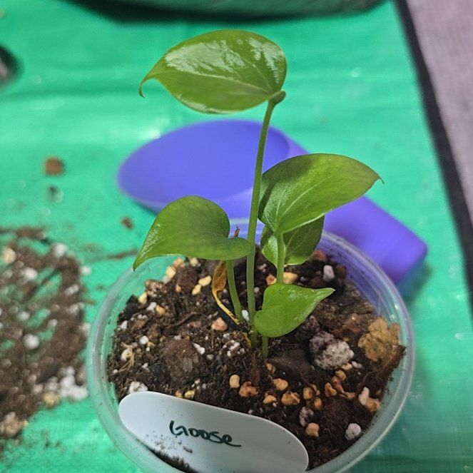 Photo of the plant species Delta Force Anthurium by @ConvictiveMira0 named Goose on Greg, the plant care app