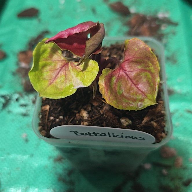 Photo of the plant species Syngonium Strawberry Ice by @ConvictiveMira0 named Bubbalicious on Greg, the plant care app