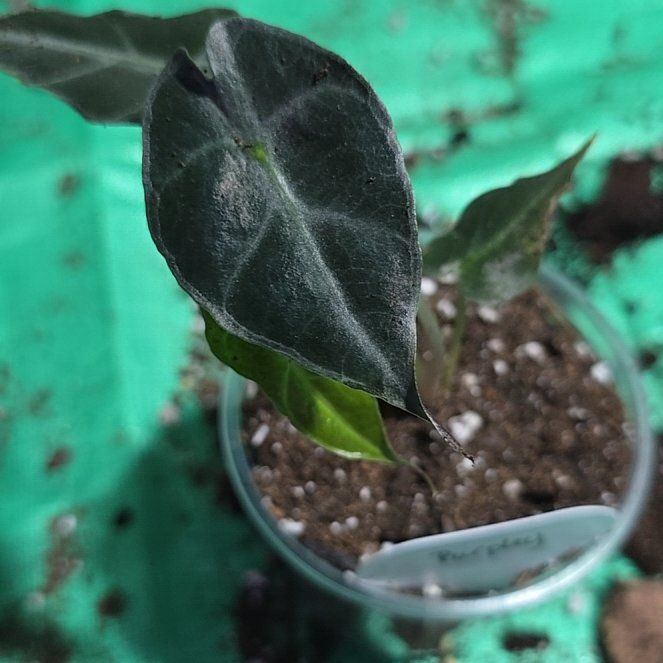 Photo of the plant species Alocasia Purpley by @ConvictiveMira0 named Purpley on Greg, the plant care app