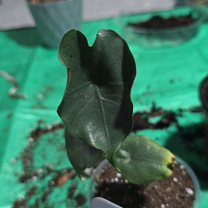 Photo of the plant species Alocasia Purple Cloak by @ConvictiveMira0 named Hallows on Greg, the plant care app