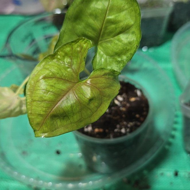 Photo of the plant species Berry Allusion Syngonium by @ConvictiveMira0 named Mare Bear on Greg, the plant care app