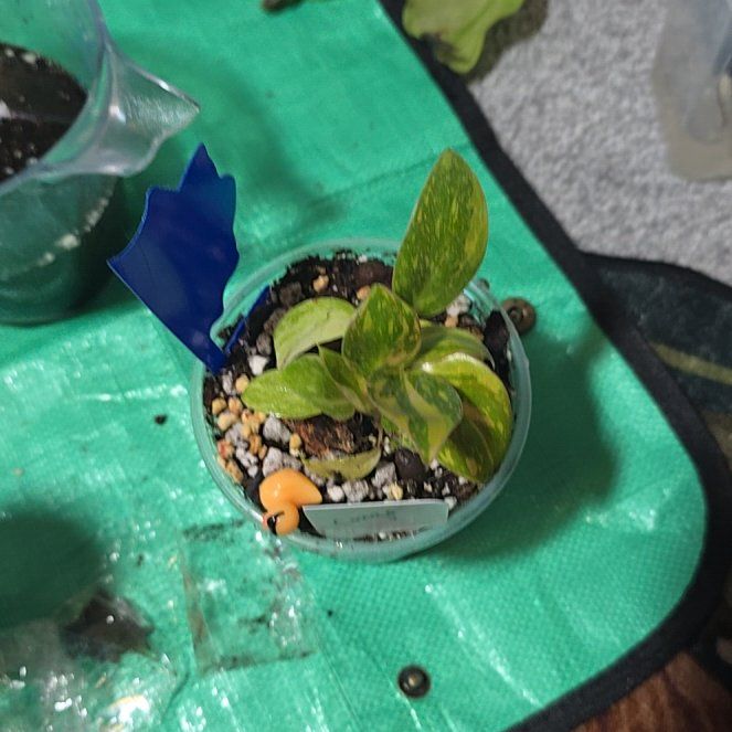 Photo of the plant species green congo by @ConvictiveMira0 named Congo on Greg, the plant care app