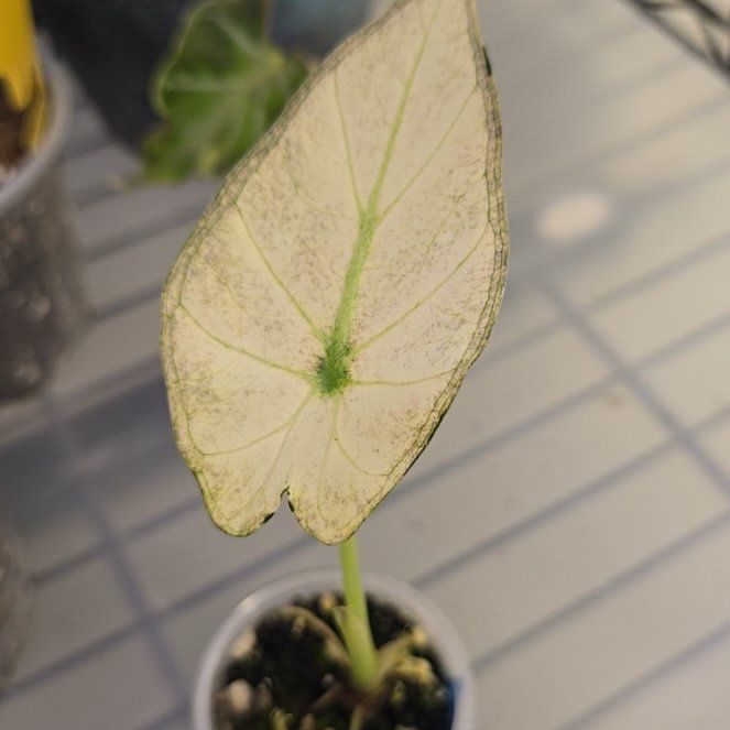 Photo of the plant species Alocasia 'Regal Shield' (variegated form) by @ConvictiveMira0 named Regal on Greg, the plant care app