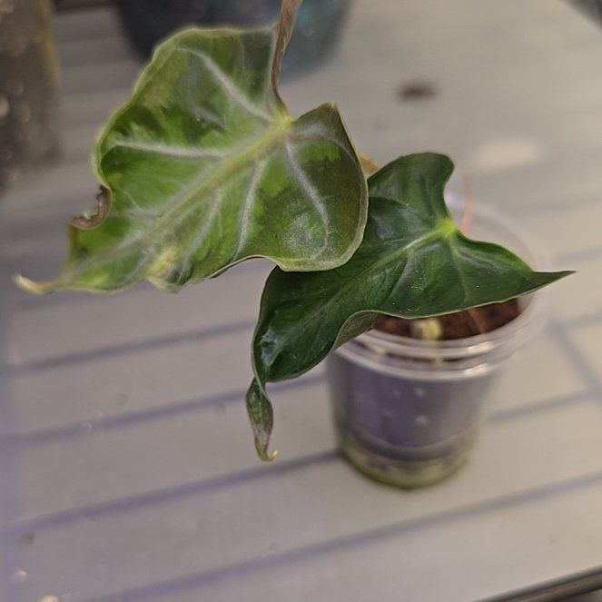 Photo of the plant species Alocasia Loco by @ConvictiveMira0 named Loco on Greg, the plant care app