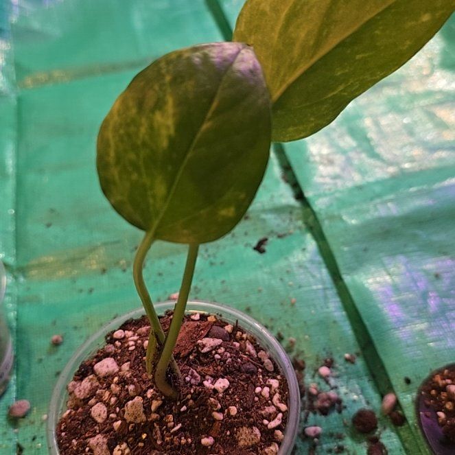 Photo of the plant species Neon Marble Pothos by @ConvictiveMira0 named Moon on Greg, the plant care app