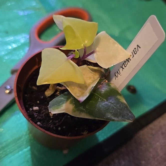 Photo of the plant species Variegated Wax Ivy by @ConvictiveMira0 named Ivy on Greg, the plant care app