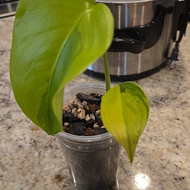 Photo of the plant species yellow variegated monstera by @ConvictiveMira0 named Aurea 2 on Greg, the plant care app