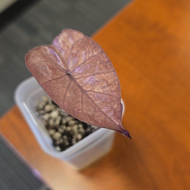 Photo of the plant species Alocasia 'Serendipity' by @ConvictiveMira0 named Dipsy on Greg, the plant care app