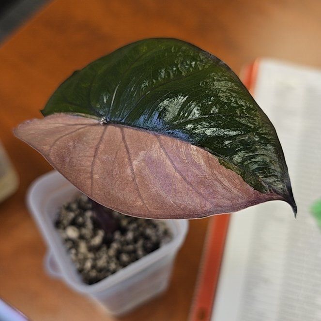 Photo of the plant species Alocasia 'Serendipity' by @ConvictiveMira0 named Seren on Greg, the plant care app