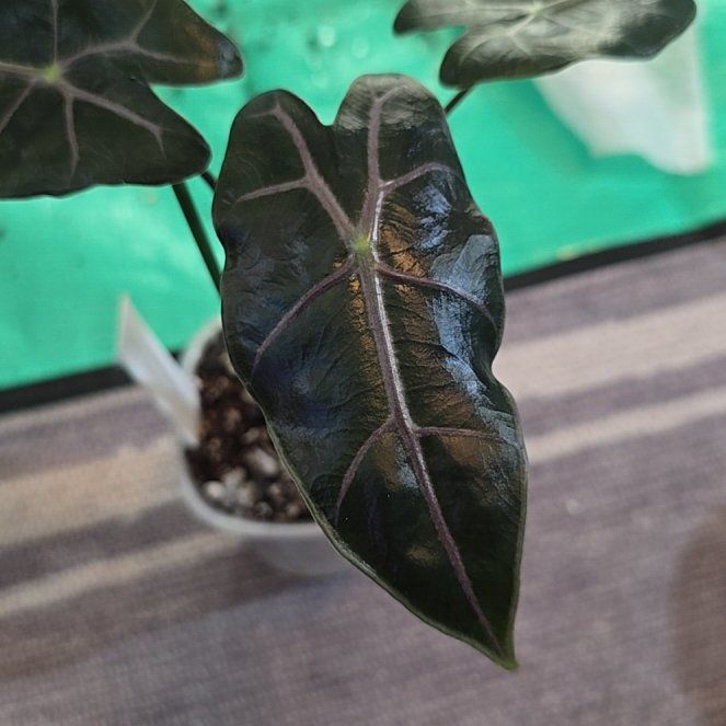 Photo of the plant species Alocasia longiloba purple by @ConvictiveMira0 named Vane on Greg, the plant care app