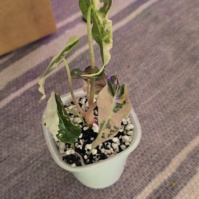 Photo of the plant species Alocasia Polly Pink Variegated by @ConvictiveMira0 named Pollyanna on Greg, the plant care app