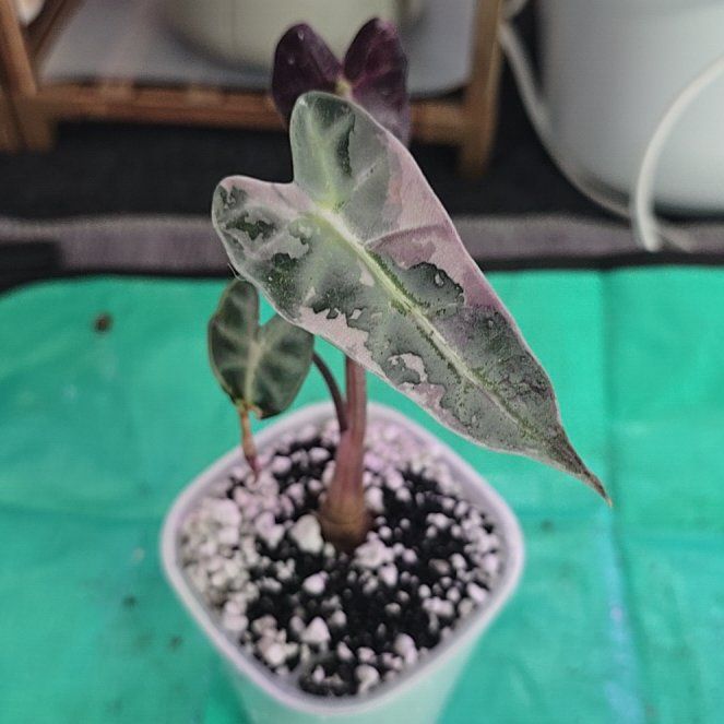 Photo of the plant species Alocasia 'Bambino' Aurea by @ConvictiveMira0 named Tagger on Greg, the plant care app
