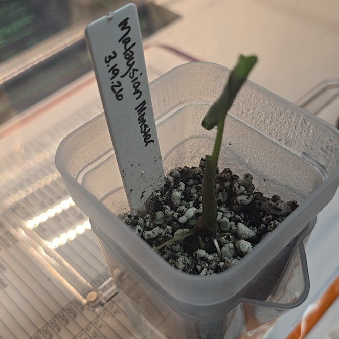 Photo of the plant species Alocasia 'Malaysian Monster' by @ConvictiveMira0 named May on Greg, the plant care app