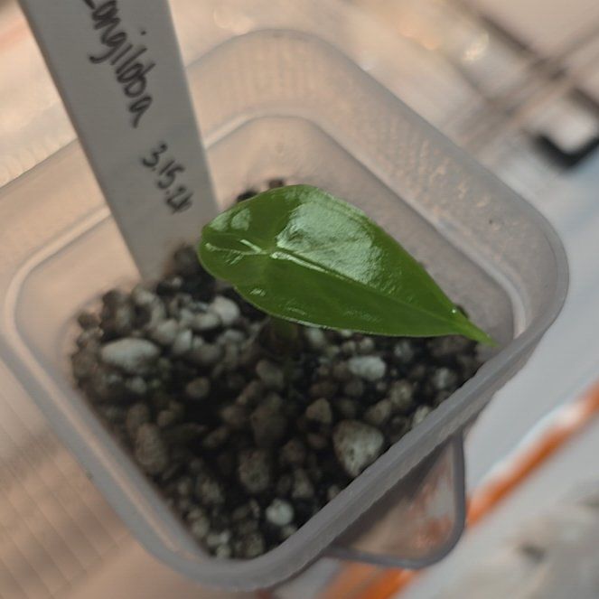 Photo of the plant species Alocasia longiloba by @ConvictiveMira0 named Captain Plant-it on Greg, the plant care app