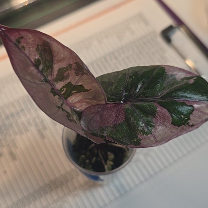 Photo of the plant species Pink Yucatan Princess by @ConvictiveMira0 named Catriona on Greg, the plant care app