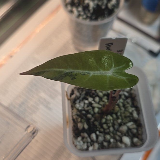 Photo of the plant species Alocasia 'Bambino' Aurea by @ConvictiveMira0 named Bam on Greg, the plant care app