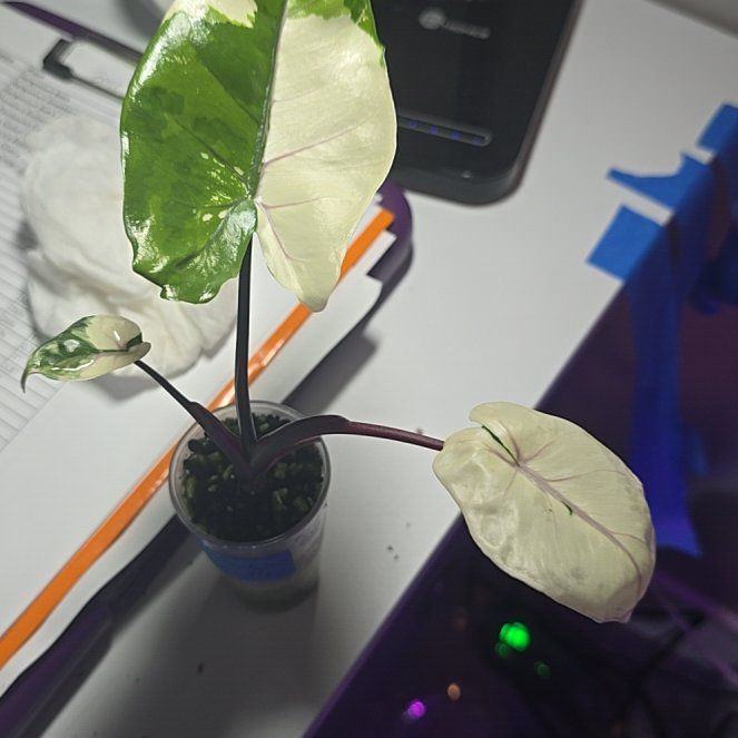 Photo of the plant species Alocasia 'Black Stem' by @ConvictiveMira0 named Sam - Black Stem Albo on Greg, the plant care app