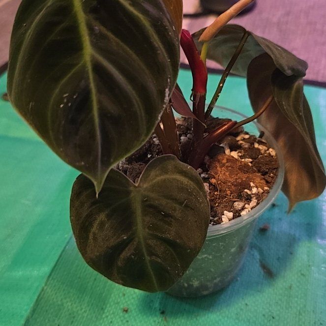 Photo of the plant species Philodendron El Choco Red by @ConvictiveMira0 named El Choco on Greg, the plant care app