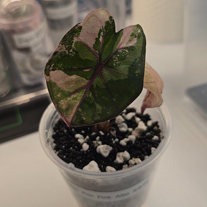 Photo of the plant species Pink Yucatan Princess by @ConvictiveMira0 named Alberta - Pink Princess Albo on Greg, the plant care app
