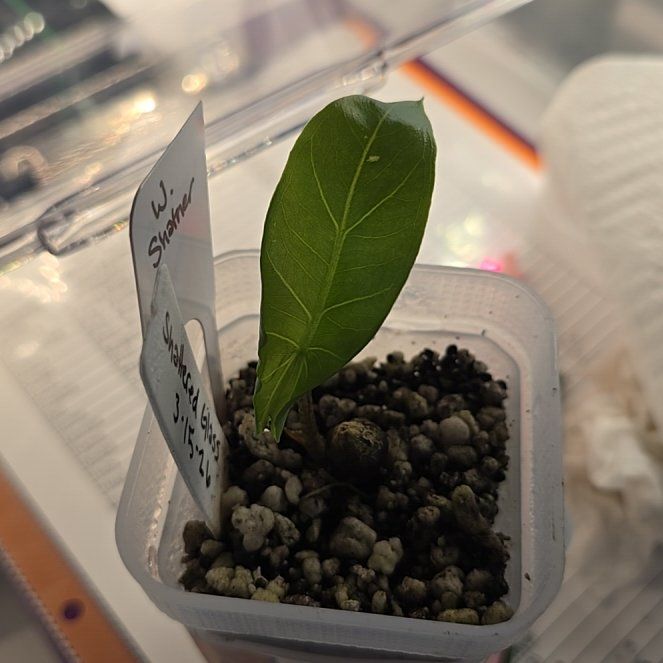 Photo of the plant species Alocasia Shattered Glass by @ConvictiveMira0 named W Shatner on Greg, the plant care app