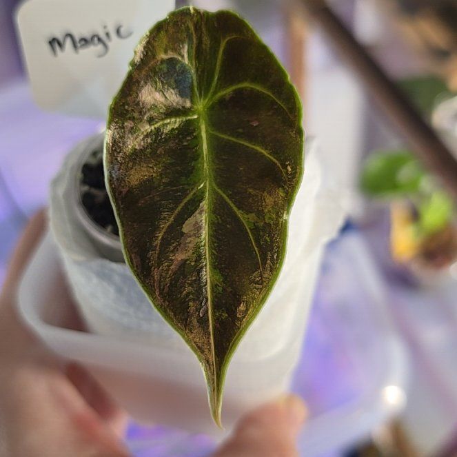 Photo of the plant species Pink Variegated Azlanii Alocasia by @ConvictiveMira0 named Magic on Greg, the plant care app
