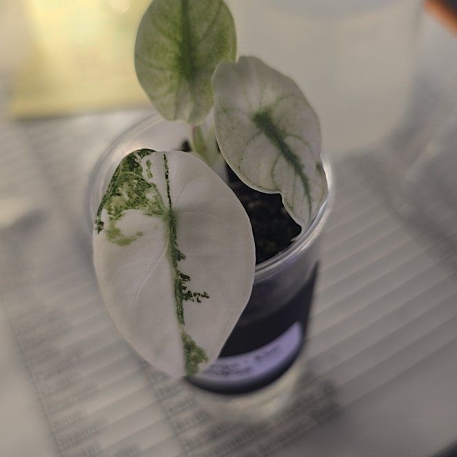Photo of the plant species alocasia ninja by @ConvictiveMira0 named Princess - Pink Ninja on Greg, the plant care app