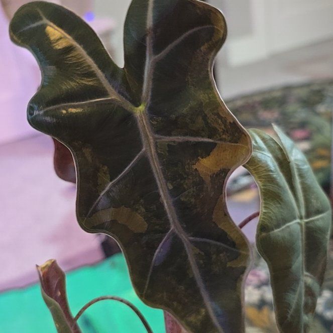 Photo of the plant species Alocasia by @ConvictiveMira0 named Soldier - Pseudo Sanderiana Aurea on Greg, the plant care app