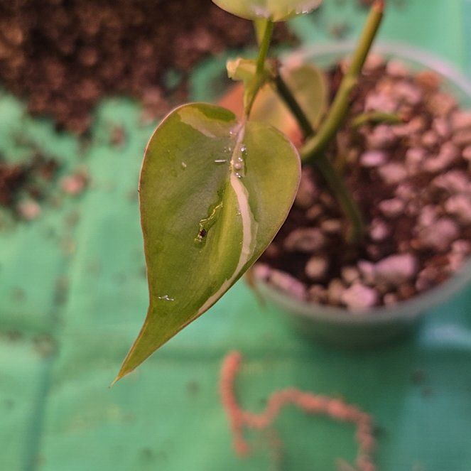 Photo of the plant species Silver Stripe Philodendron by @ConvictiveMira0 named Stripes on Greg, the plant care app