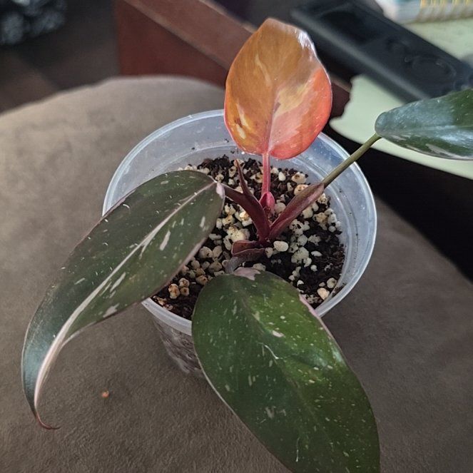 Photo of the plant species Philodendron 'Red Anderson' by @ConvictiveMira0 named Francis on Greg, the plant care app