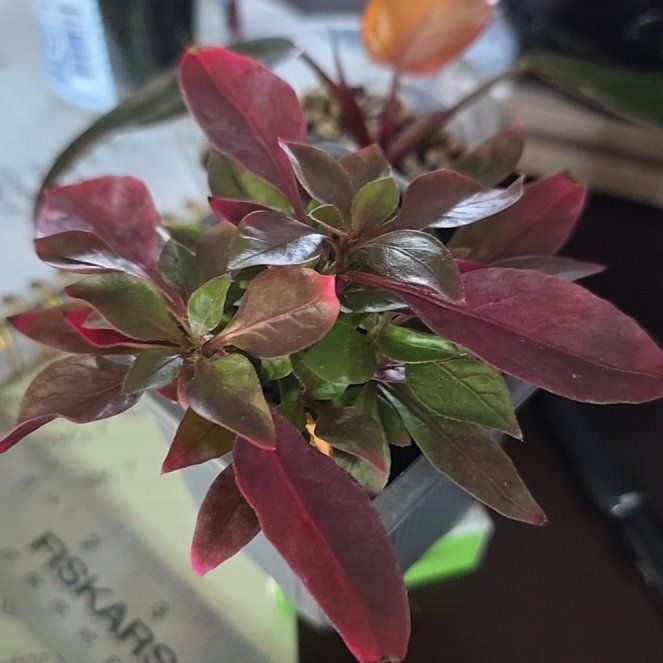 Photo of the plant species St. Joseph's Coat by @ConvictiveMira0 named Jo on Greg, the plant care app