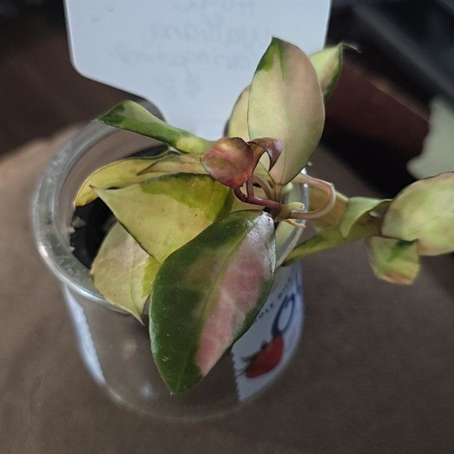 Photo of the plant species Hoya walliniana by @ConvictiveMira0 named Wallia on Greg, the plant care app