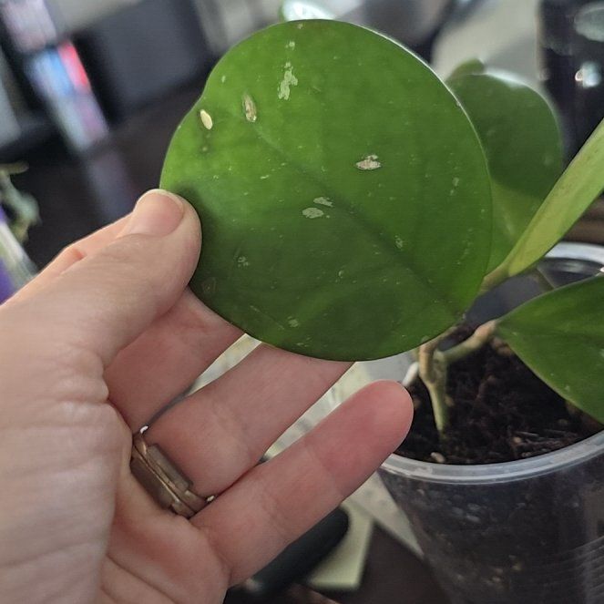 Photo of the plant species Splash Hoya Obovata by @ConvictiveMira0 named Splash on Greg, the plant care app