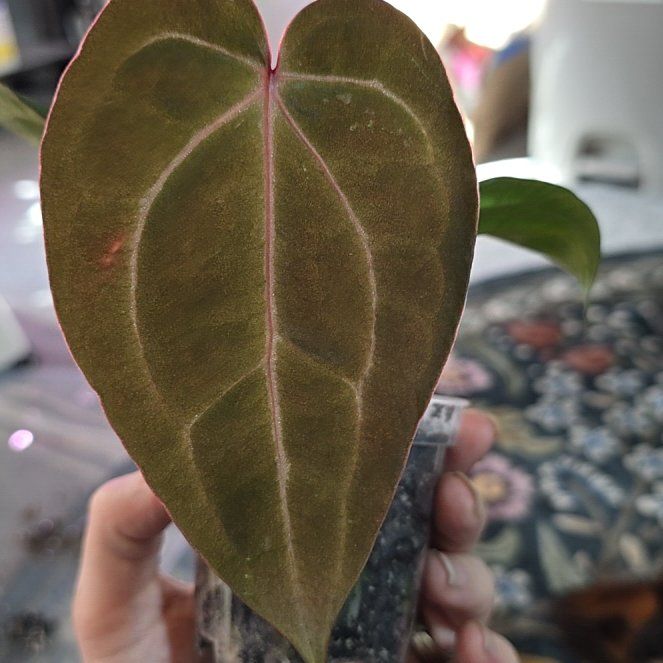 Photo of the plant species Anthurium Michelle X SKG Hybrid by @ConvictiveMira0 named Scar Jo on Greg, the plant care app