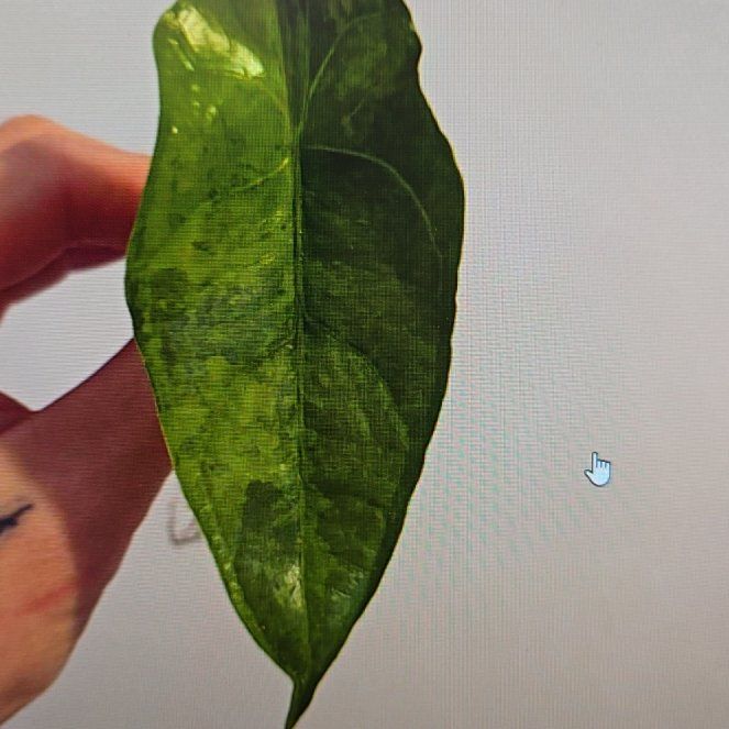 Photo of the plant species Dragon's Breath by @ConvictiveMira0 named Elliott on Greg, the plant care app