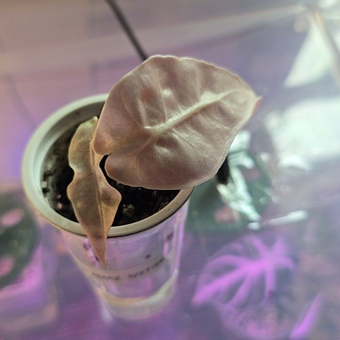 Photo of the plant species Alocasoia Amazonica 'Polly' by @ConvictiveMira0 named Diana on Greg, the plant care app