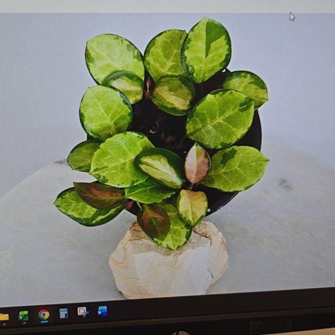 Photo of the plant species Hoya heuschkeliana variegata by @ConvictiveMira0 named Lisa on Greg, the plant care app