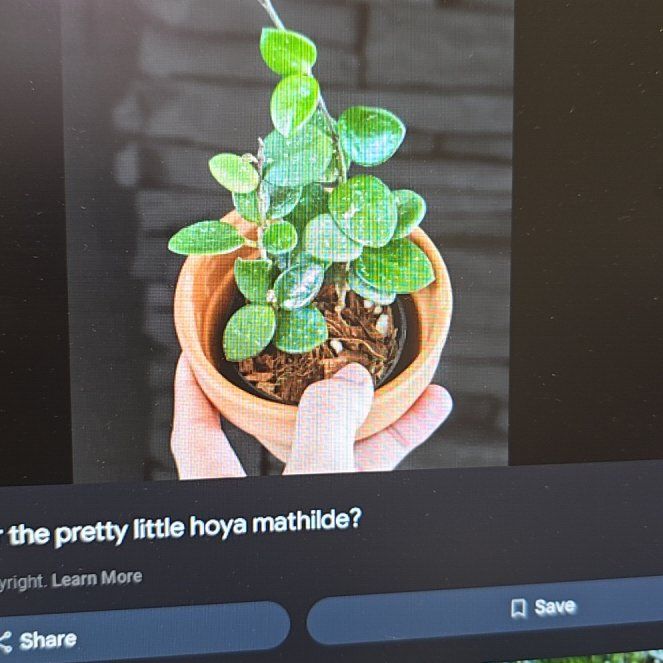 Photo of the plant species Hoya 'Mathilde' by @ConvictiveMira0 named Mathilda on Greg, the plant care app