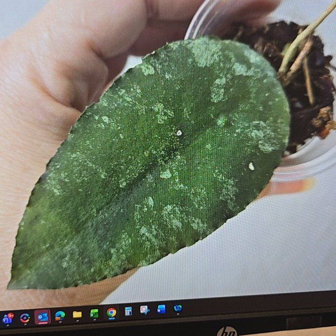 Photo of the plant species Waxplant by @ConvictiveMira0 named Claudine on Greg, the plant care app