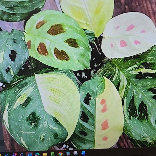 Photo of the plant species Prayer Plant Beauty Kim by @ConvictiveMira0 named Beauty on Greg, the plant care app