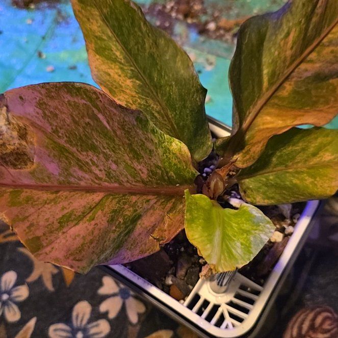 Photo of the plant species Bird's nest anthurium by @ConvictiveMira0 named Pretty Woman on Greg, the plant care app