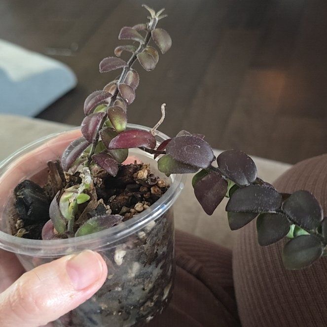 Photo of the plant species Curly Lipstick Plant by @ConvictiveMira0 named Cami on Greg, the plant care app