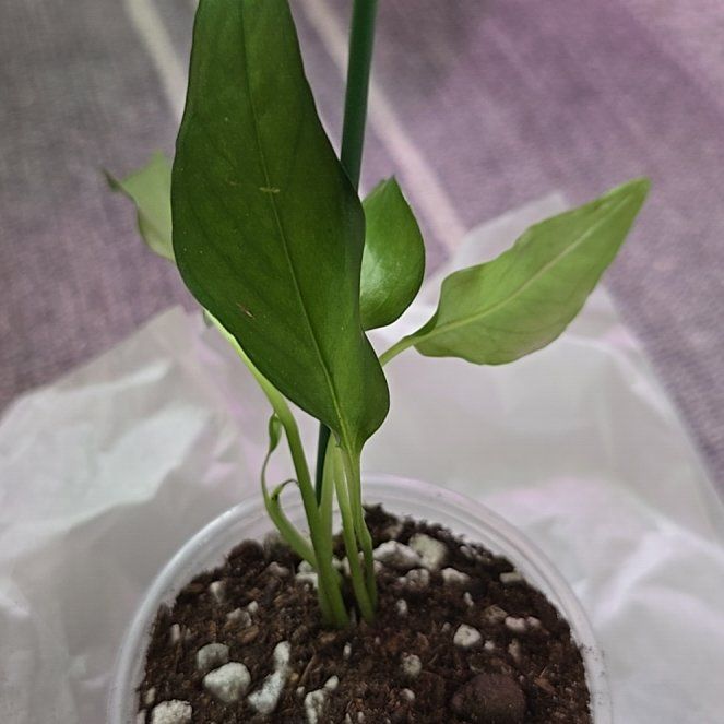 Photo of the plant species Skeleton Key Pothos by @ConvictiveMira0 named Skeletor on Greg, the plant care app