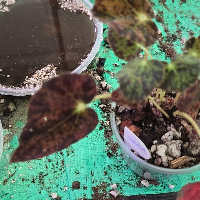 Photo of the plant species Night Eyes Begonia by @ConvictiveMira0 named Lestat on Greg, the plant care app