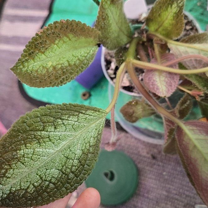 Photo of the plant species Episcia by @ConvictiveMira0 named Old Maid - Grey Lady on Greg, the plant care app
