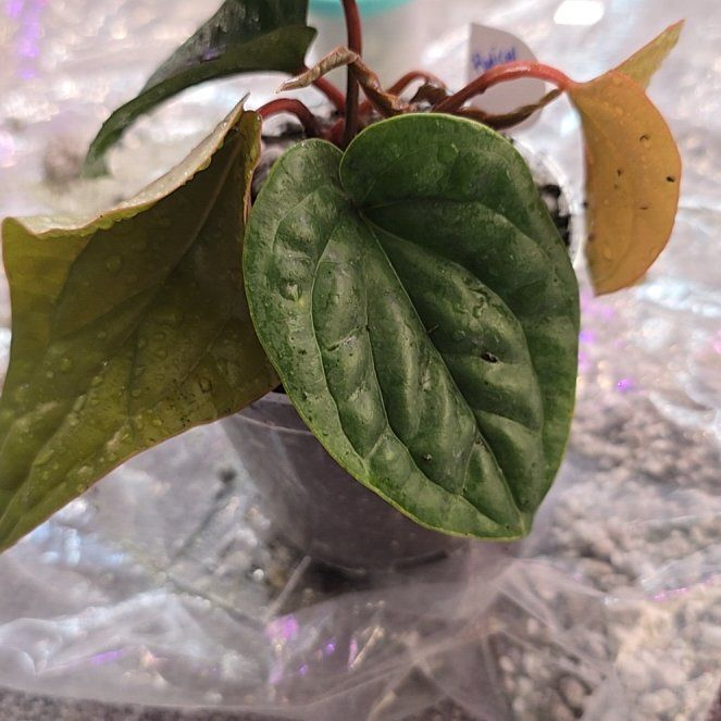 Photo of the plant species Anthurium Radicans x Luxurians by @ConvictiveMira0 named Radical on Greg, the plant care app