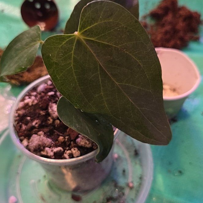 Photo of the plant species Anthurium 'Queen of Hearts' by @ConvictiveMira0 named Bridget on Greg, the plant care app