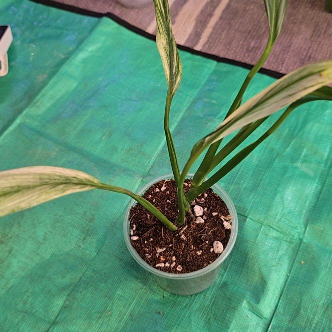 Photo of the plant species Epipremnum amplissimum 'Silver' by @ConvictiveMira0 named Lance - Epipremnum amplissimum albo on Greg, the plant care app