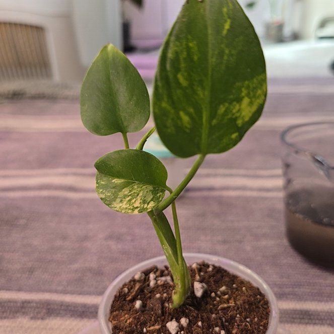Photo of the plant species yellow variegated monstera by @ConvictiveMira0 named Aurea 4 on Greg, the plant care app