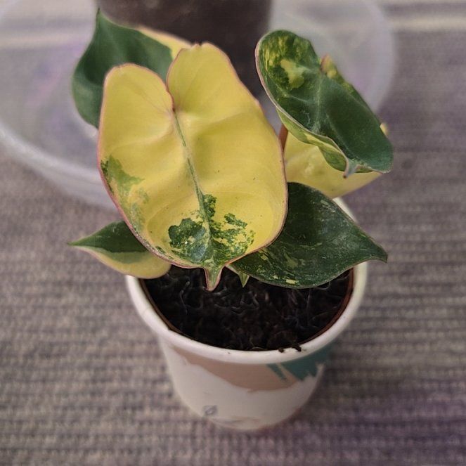 Photo of the plant species Variegated Philodendron Billietiae by @ConvictiveMira0 named Billie Jean on Greg, the plant care app